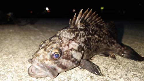 クロソイの釣果