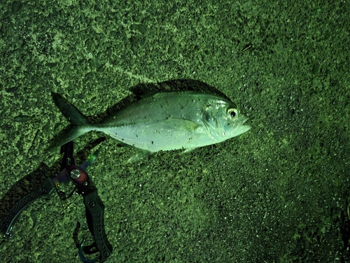 メッキの釣果