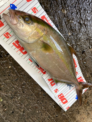 カンパチの釣果