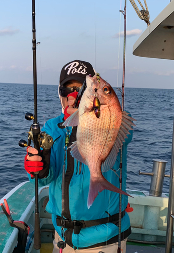 マダイの釣果