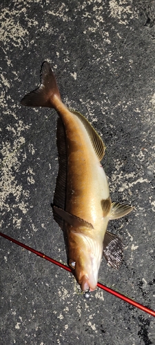 ホッケの釣果