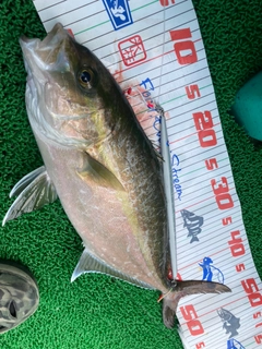 カンパチの釣果