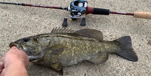 スモールマウスバスの釣果