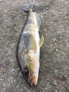 ホッケの釣果