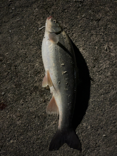 ウグイの釣果