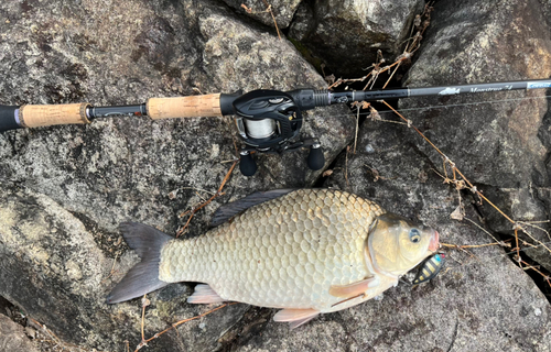 フナの釣果