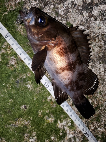 メバルの釣果