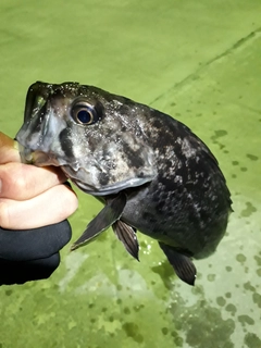 クロソイの釣果