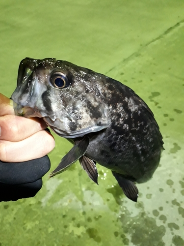 クロソイの釣果