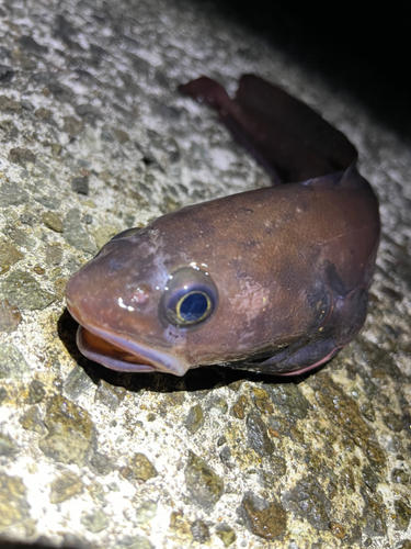 ドンコの釣果