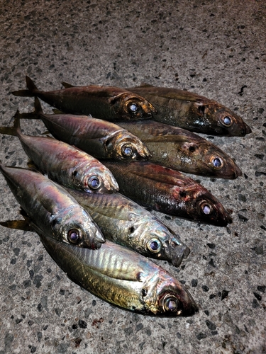 アジの釣果