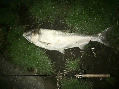 ハクレンの釣果