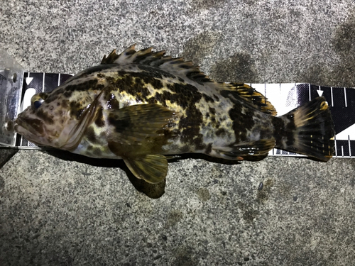 タケノコメバルの釣果