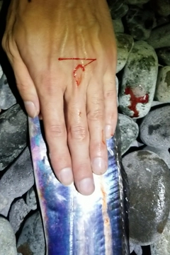 タチウオの釣果