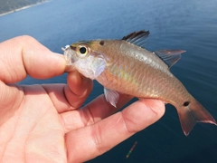 ネンブツダイの釣果