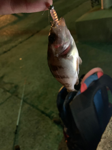 シロメバルの釣果