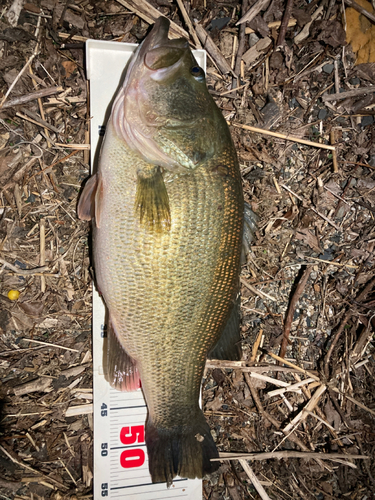 ブラックバスの釣果