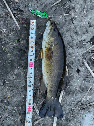 スモールマウスバスの釣果