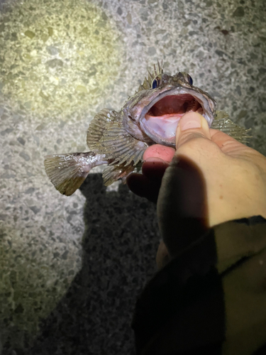 タケノコメバルの釣果