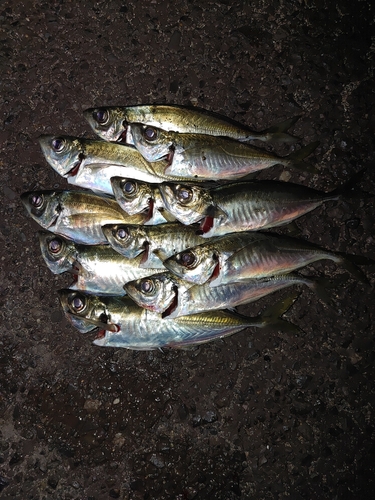 アジの釣果