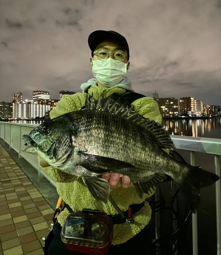 チヌの釣果