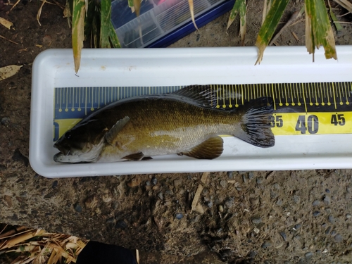 スモールマウスバスの釣果