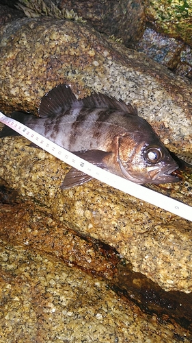 メバルの釣果