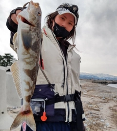 ホッケの釣果