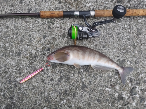 ホッケの釣果