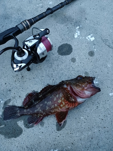 カサゴの釣果