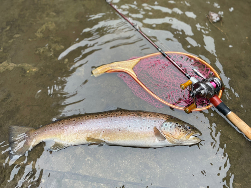 ブラウントラウトの釣果