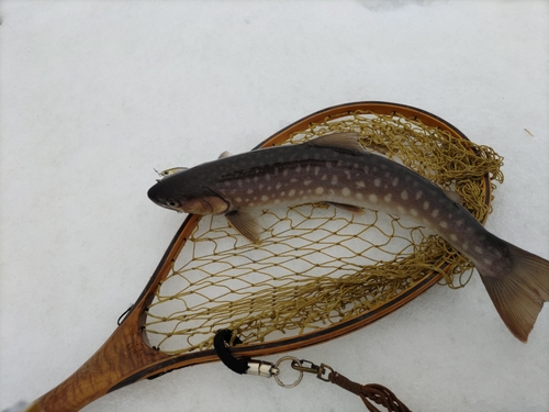 アメマスの釣果