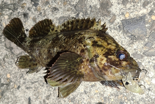 タケノコメバルの釣果