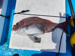 マダイの釣果