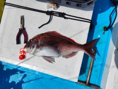 マダイの釣果