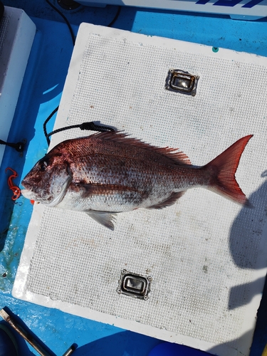 マダイの釣果