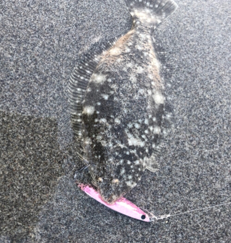 ヒラメの釣果