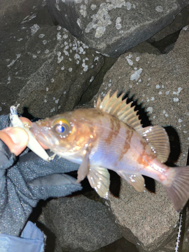 シロメバルの釣果