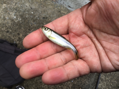 カワムツの釣果