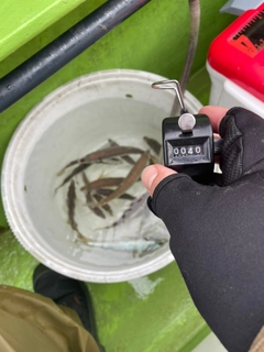 マアジの釣果