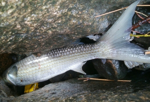 ボラの釣果