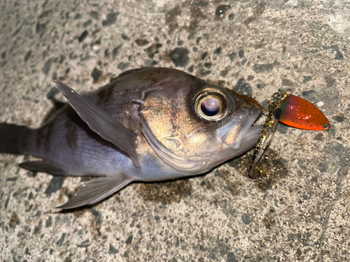 メバルの釣果