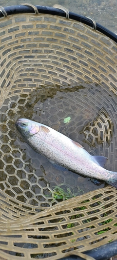 ニジマスの釣果