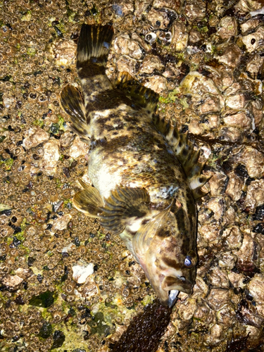 タケノコメバルの釣果