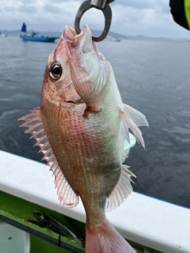 マダイの釣果