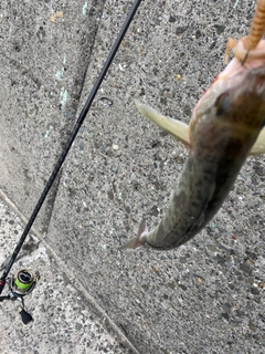 ホッケの釣果