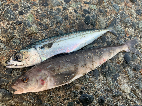 ホッケの釣果