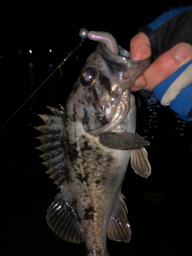 クロソイの釣果