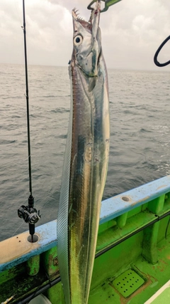 タチウオの釣果