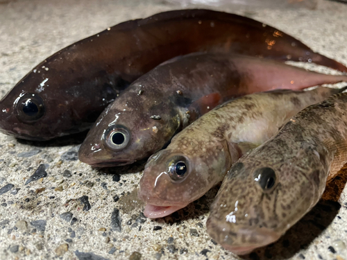 ドンコの釣果